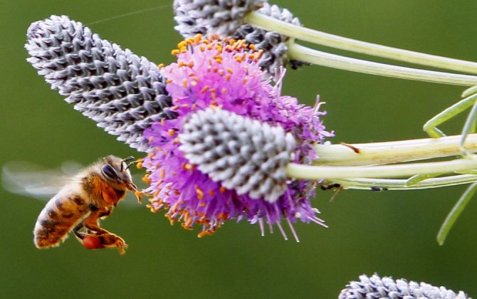 Pensacola Airport Could Start Keeping Bees