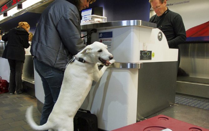 Delta to stop accepting pets as checked baggage