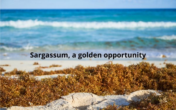 Sargassum, a golden opportunity