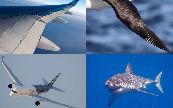 Biomimicry: engineering in nature&rsquo;s style
