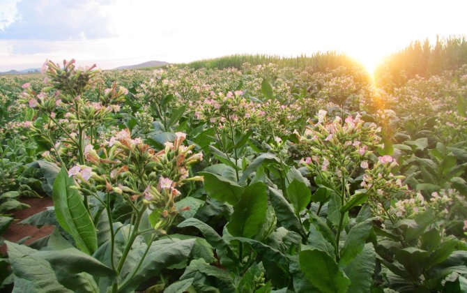 Flight First flight to operate with biofuel made from locally grown tobacco plants