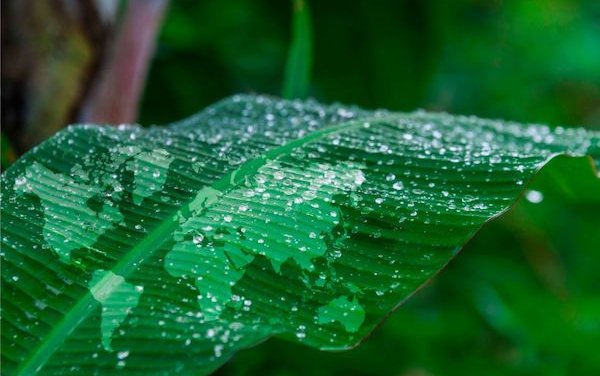 Queensland biofuel refinery to turn agricultural by-products into sustainable aviation fuel