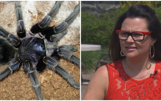 Spiders on a plane: 2 tarantulas roam Air Transat flight
